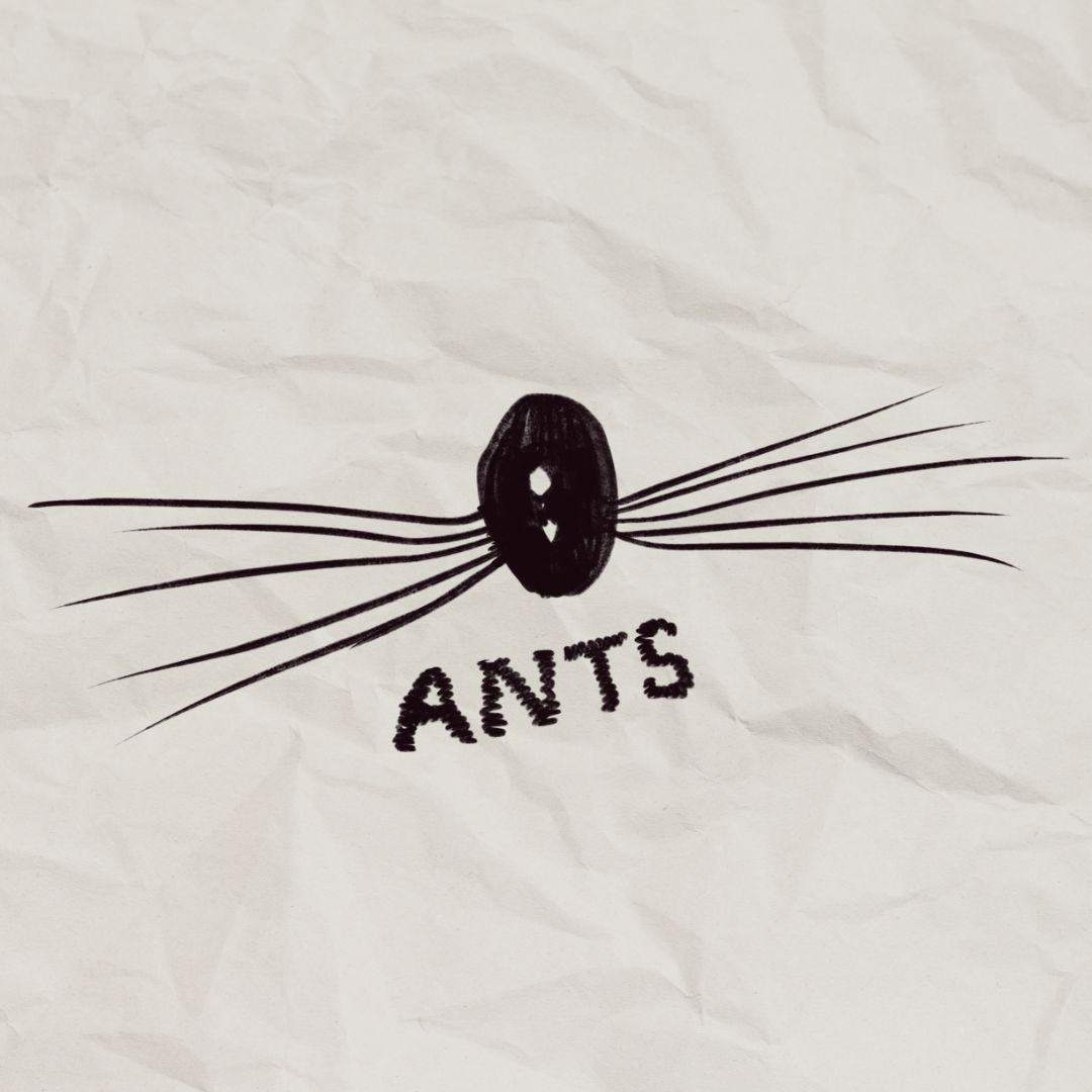 Ants Coffee